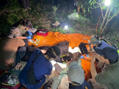 卓溪入侵黑熊再度掠食犬隻 ，巡護隊員險遭攻擊防衛擊槍，黑熊緊急送醫仍不幸身亡，後續協助部落減少人熊衝突。